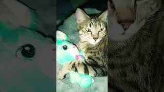 Beautiful kitty #music #song #shortsvideo #viralvideo #fyp #catlover #cat #kitty @YouTube