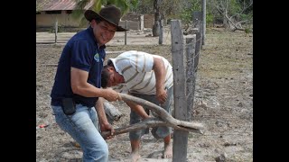 Las cercas de alambre acabaron las sabanas comunales