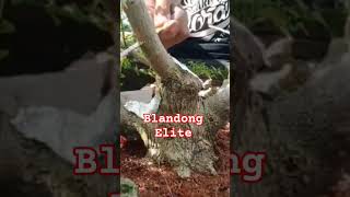 potong sancang #bonsai #blandongelite #sancangmame #themax #sancangthemax