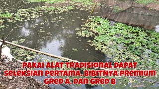 MEANCAU!!PAKAI ALAT TRADISIONAL,BIBIT AMAN,KOLAM AMAN,HASILNYA GOKIL!BIBIT PAPUYU/BETOK SIAP DI JUAL