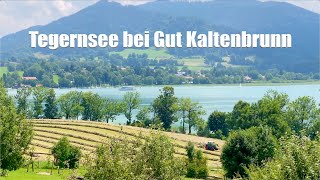 Tegernsee: Ringelnattern im Tegernsee bei Gut Kaltenbrunn (in 4K)