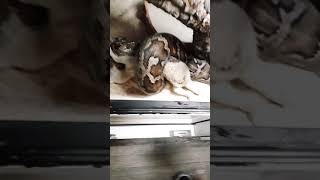 #Tigerpython vs. Lamm Beutegriff -Part1 #schlange #serpent #reptile check Part2 #indianrockpython