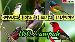 Pikat Semua Jenis Burung Rame cocok untuk pemikat