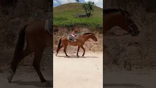 Montado a cavalo horse #shorts