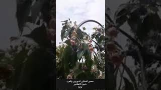 شجرة الاهلامور