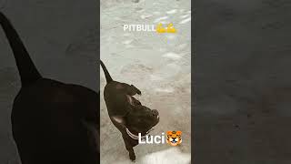 comment ur fvrt dog breed ♥️ first vdo 😀###pitbulldog ##