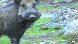 Охота на дикого кабана Wild boar hunting in Spain