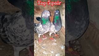 My loft top 5 pair kabootar 🔥❤💯😱 #kabootar #bird #kabootr #birdspecies #status #shorts #ytviral