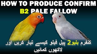 PRODUCE 100% CONFIRM BLUE-2 PALE FALLOW NO TEST BREED | EK B2 SE KAFI SARE CONFIRM B2 BANAYN | AABI