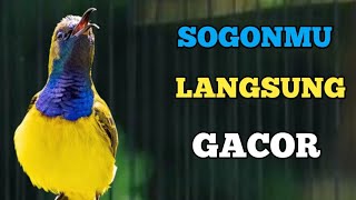 BIKIN SOGONMU LANGSUNG GACOR, PANCINGAN SOGON PALING AMPUH