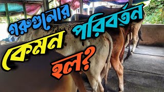 ঈদের পর খামারে আসলাম || Purbasha Agro