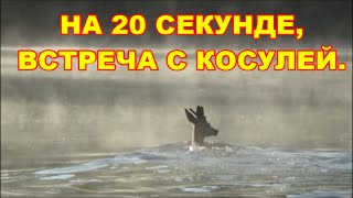 На 20 секунде, встреча с косулей .