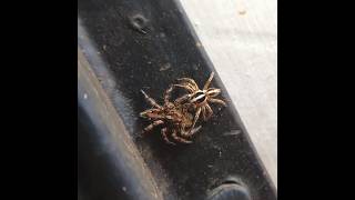 A Pantropical Jumping Spider(Plexippus paykulli)male trying its best to court the female. #spider