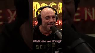 AI: The Ultimate Hangout Buddy | Lex Fridman & Joe Rogan