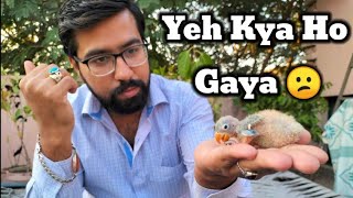 Birds K Chicks Mein Legs Ka Problem | Birds Chicks Legs Problem Solution