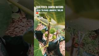 BUAH TIN INI LEBIH CEPAT MATANG dibandingkan varian lain, tapi ukurannya kecil sih #buahtin