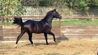 For sale! Stallion Jupiter by Jovian - For Romance l, 2023 y.b., dressage, OL