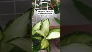 waktu terbaik menyemprot daun tanaman hias #tanamanhias #caramerawattanamanhias #plants