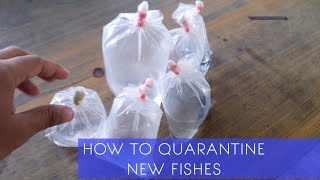 how to quarantine new fishes