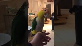 Caique says go poopie!