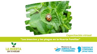 Capacitación Virtual: Los insectos y las Plagas en la Huerta Familiar