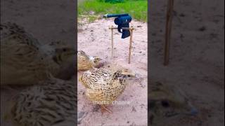 shorts channel / Unique Bird Trap using pistol simple