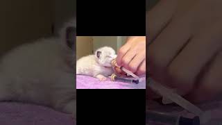 #cat #adote #viralvideo #gatos #adoteumgato #pets #adotaretudodebom #gato #adoteumgatinho #catlover