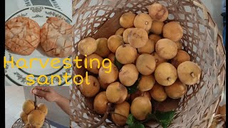 HARVESTING SANTOL IN OUR BACKYARD...opheliarivera vlog30