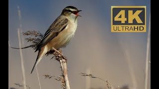 4k Schilfrohrsänger mit Gesang vom Feinsten #Vogelbeobachtung Karrendorfer Wiesen vor Insel Koos