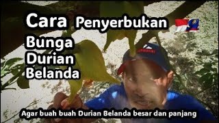 Cara Penyerbukan bunga Durian Belanda.