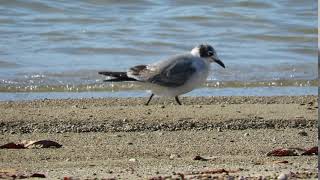 Franklin's Gull