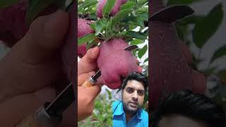 Apple cutting #subscribe #apple #shorts