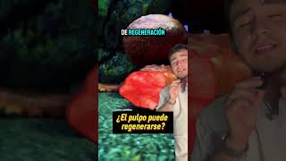 Los pulpos se pueden regenerar? #shortvideo