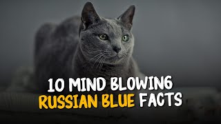 Mind Blowing Facts About Russian Blues