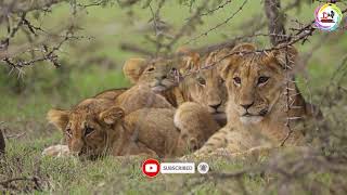 Lion Cubs Resting