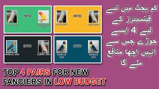 TOP 4 LOVE BIRDS PAIRS FOR NEW FANCIERS IN LOW BUDGET | AA BIRDS INFORMATION