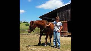 Cattle Ranching in Cavallos - Be Bare or Be Square!