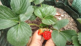 Sicantik sweet Charlie, strawberry yang bisa hidup di dataran rendah pulau Sumatera Selatan