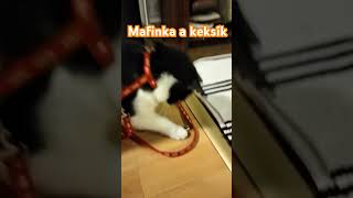 Mafinka a keksík #cat #kitten #happy #shorts