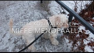 Cockapoo Miffe 11v menopäällä