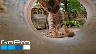 GoPro: Kittens Are Playing