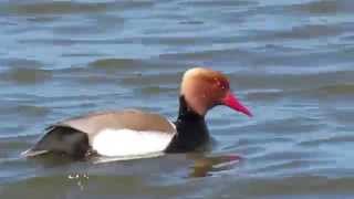 Red Crested Pochard pair Titchwell Norfolk May 2013