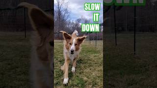 🌹SLOW it DOWN🐕💨#dog #cutedog #slowitdown #bensonboone #doglover #collie  #dogmom #puppy #dogshorts