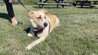 Estevan Humane Society’s Pet of the Month: Meet Maggie!