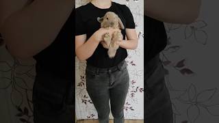 Очень милый кролик минилоп на руках 🐇😇🫶#shorts #топ #лето #кролик #ребенок