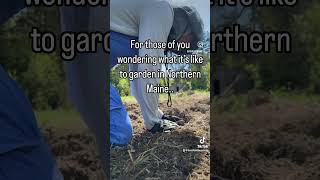 #gardening #garden #maine #northernmaine #offgrid #offgridliving