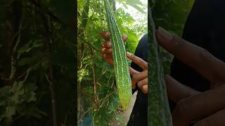 Tranding Vegitable #vagitable #reels #villagevlogs #villagelife #agriculture