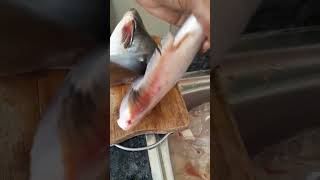 Fresh Indian Baasa - Pangasius