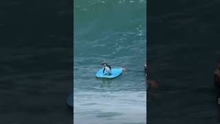 Ever seen a Penguin Surf?! #wow#crazy#penguin#surfing#viral#trands#twitter#tiktok#wsl#ufc#videos