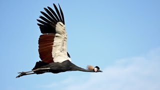 Vogelpark Walsrode